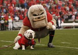 uga mascot 1