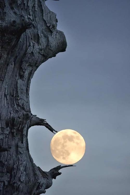 moon and tree