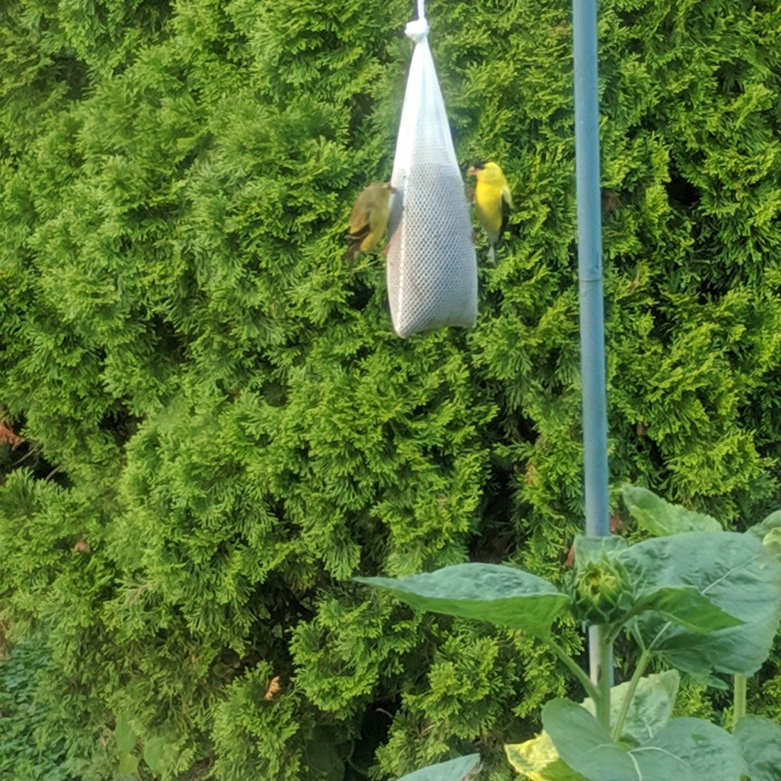 IMG_20190707_200131_434