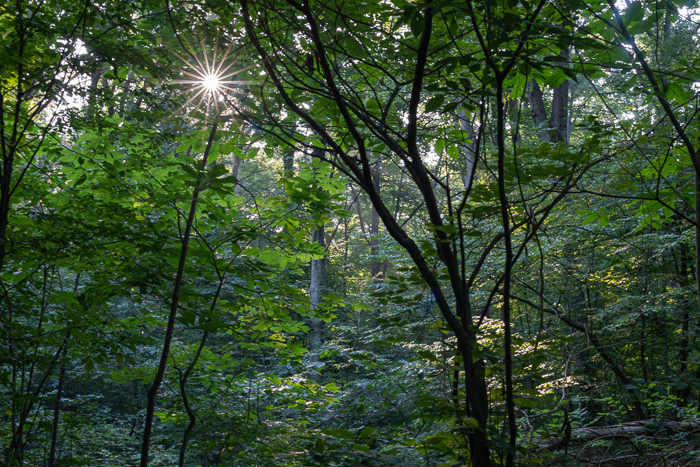 Piercing Through the Trees