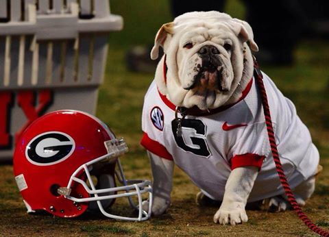 UGA Dawg