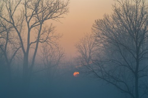 Foggy Sunrise