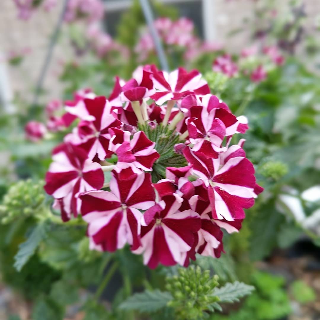 IMG_20200423_183854_950