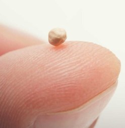 Mustard Seed