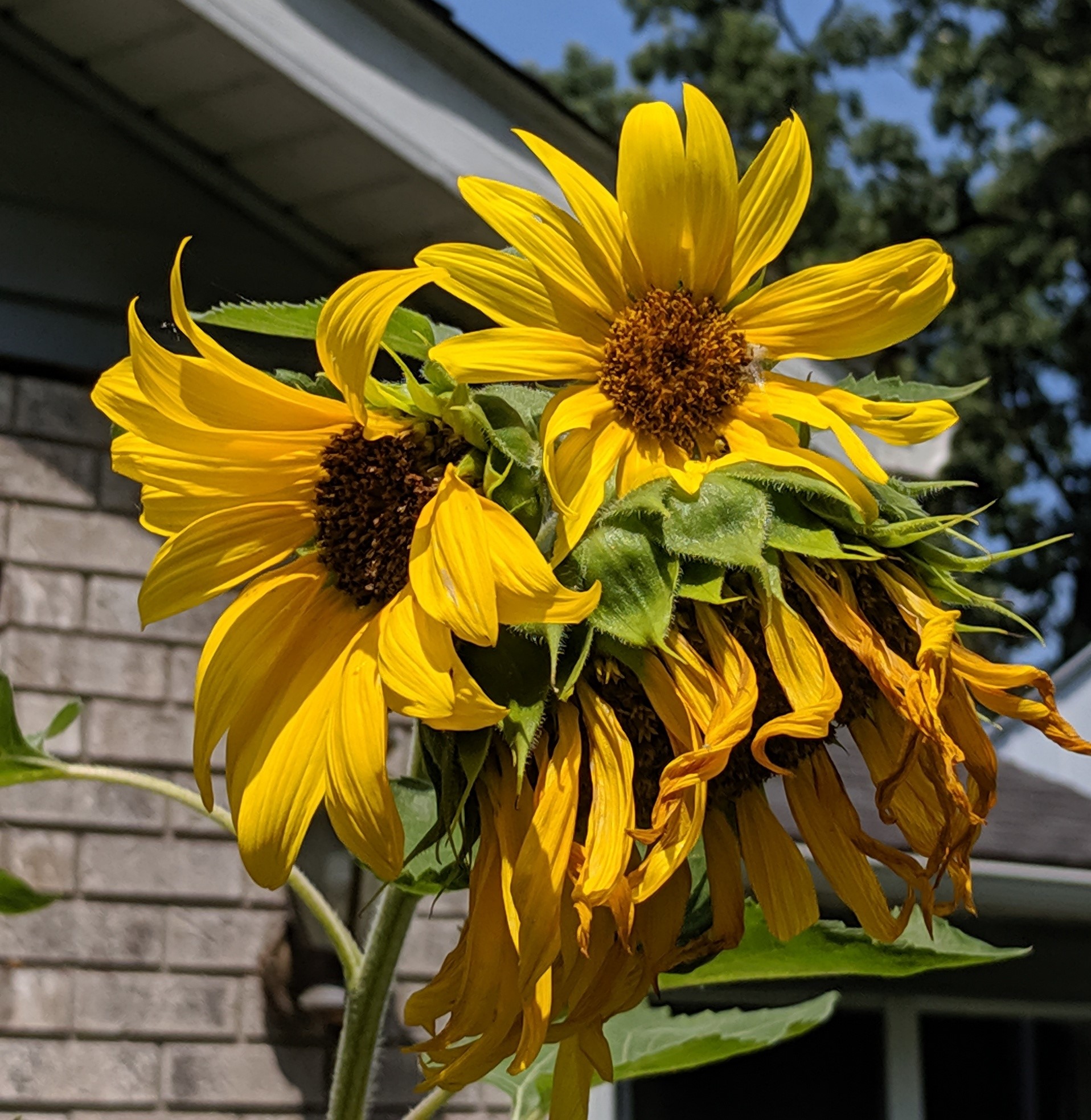 IMG_20190718_115120