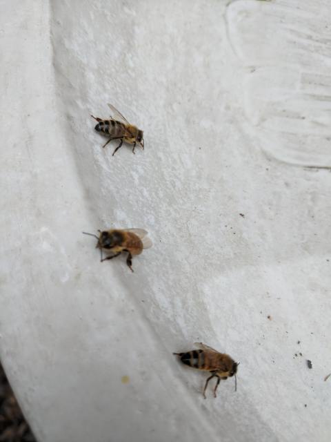 IMG_20200518_171730 (1)