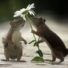 flower squirrel